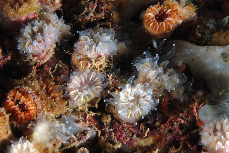 Caryophyllia (Caryophyllia)  inornata